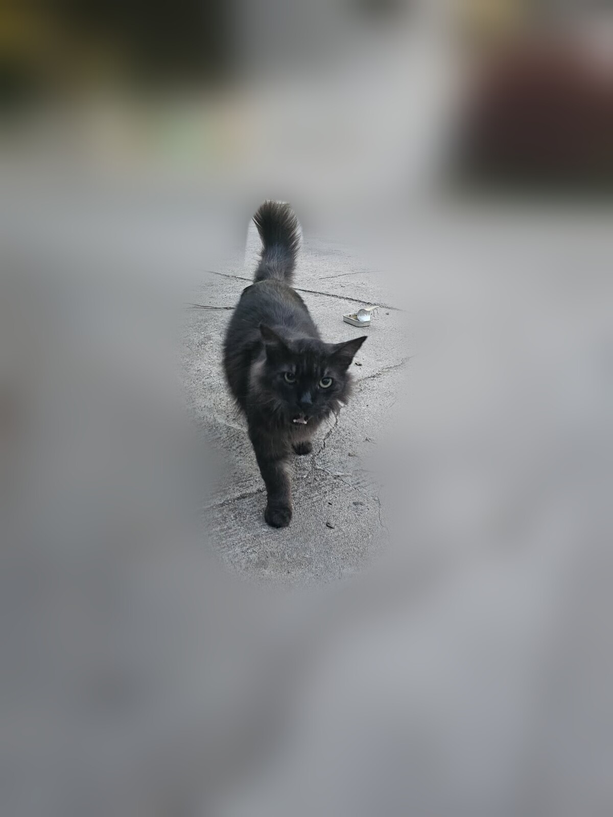 Blacky Snacky, a long-haired black community cat, walking towards the camera