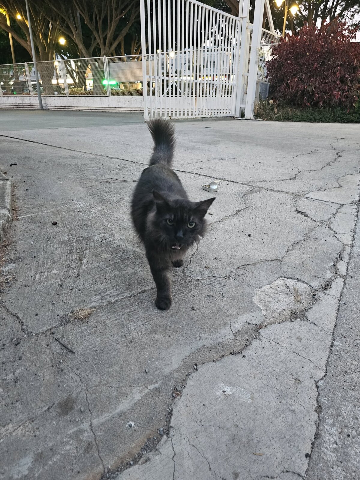 Blacky Snacky, a long-haired black community cat, walking towards the camera