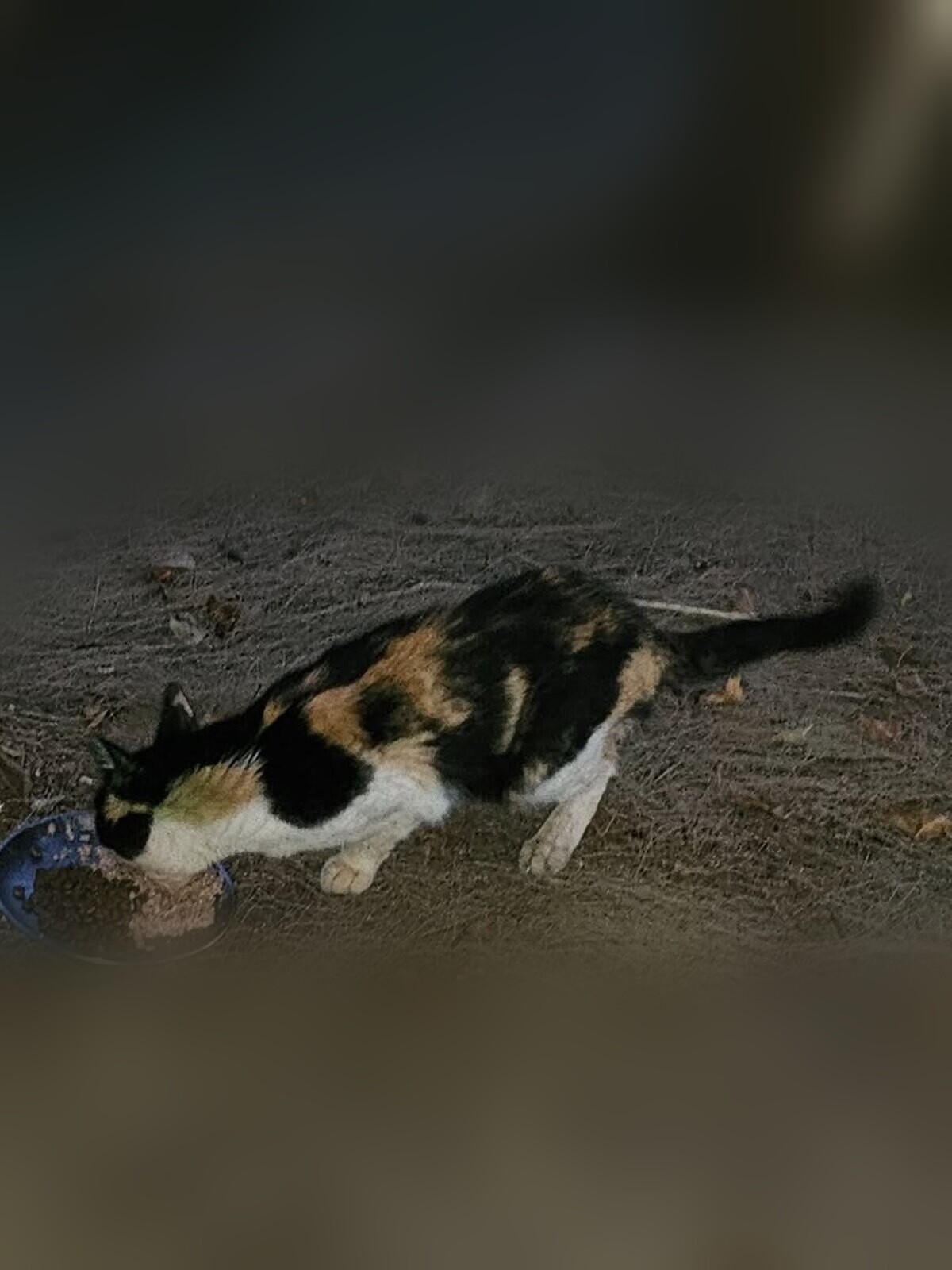 Miri, a three-coloured community cat, eating outdoors