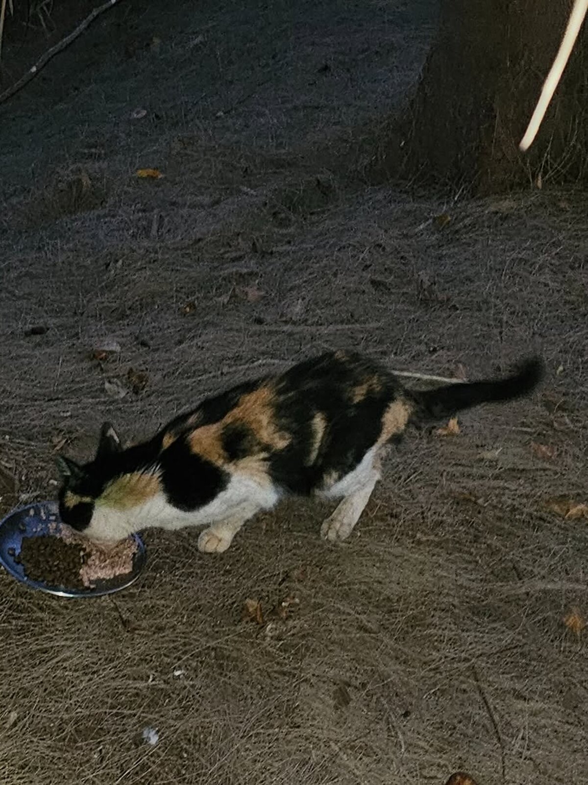 Miri, a three-coloured community cat, eating outdoors