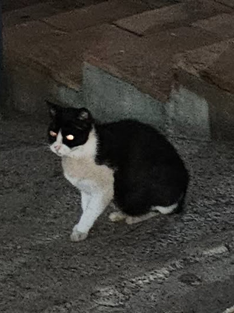 Momo, a black-and-white community cat, sitting outdoors at night