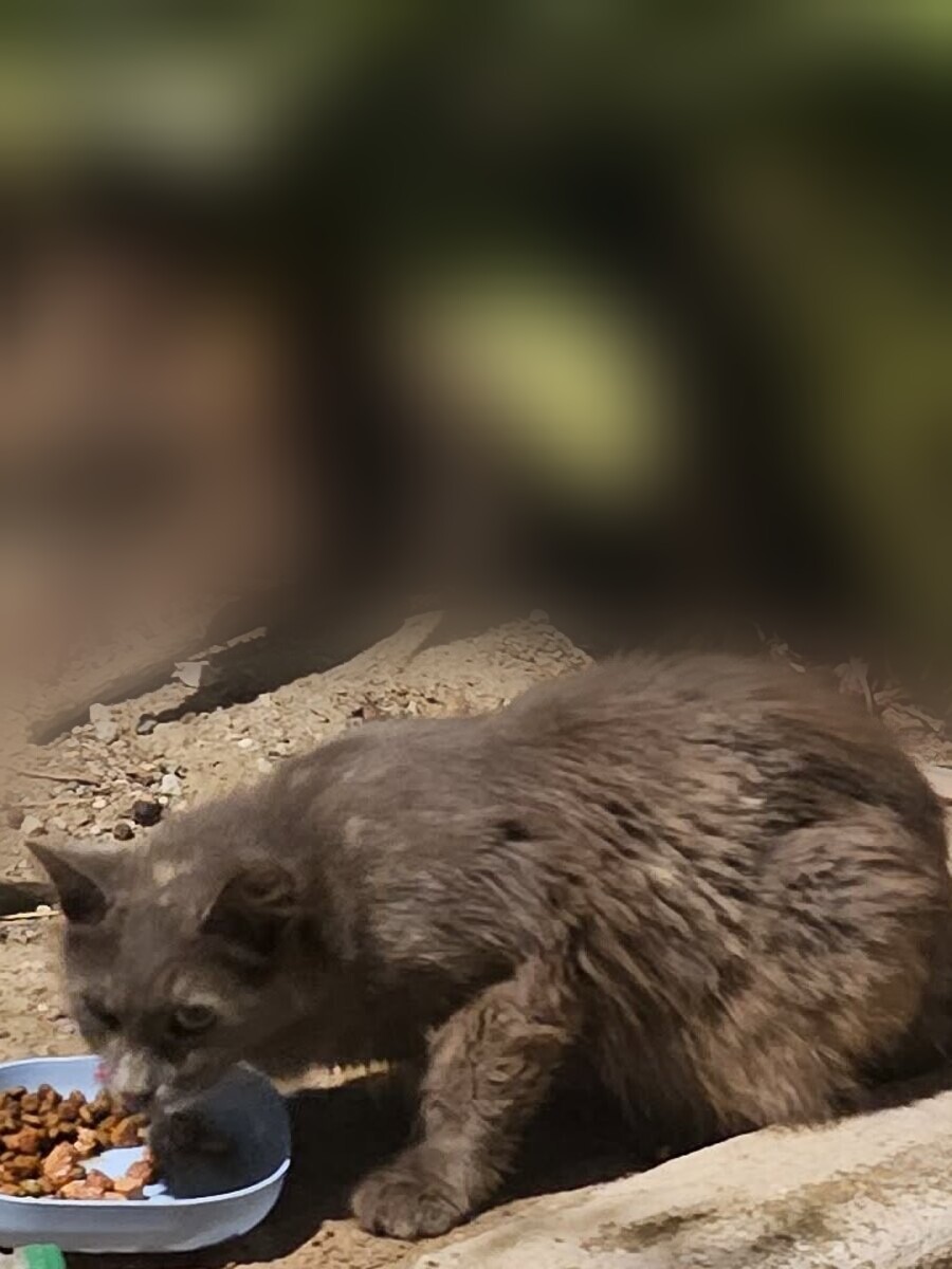 Rusito, a small long-haired brown community cat, eating outdoors