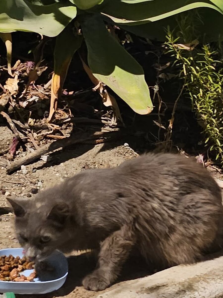 Rusito, a small long-haired brown community cat, eating outdoors
