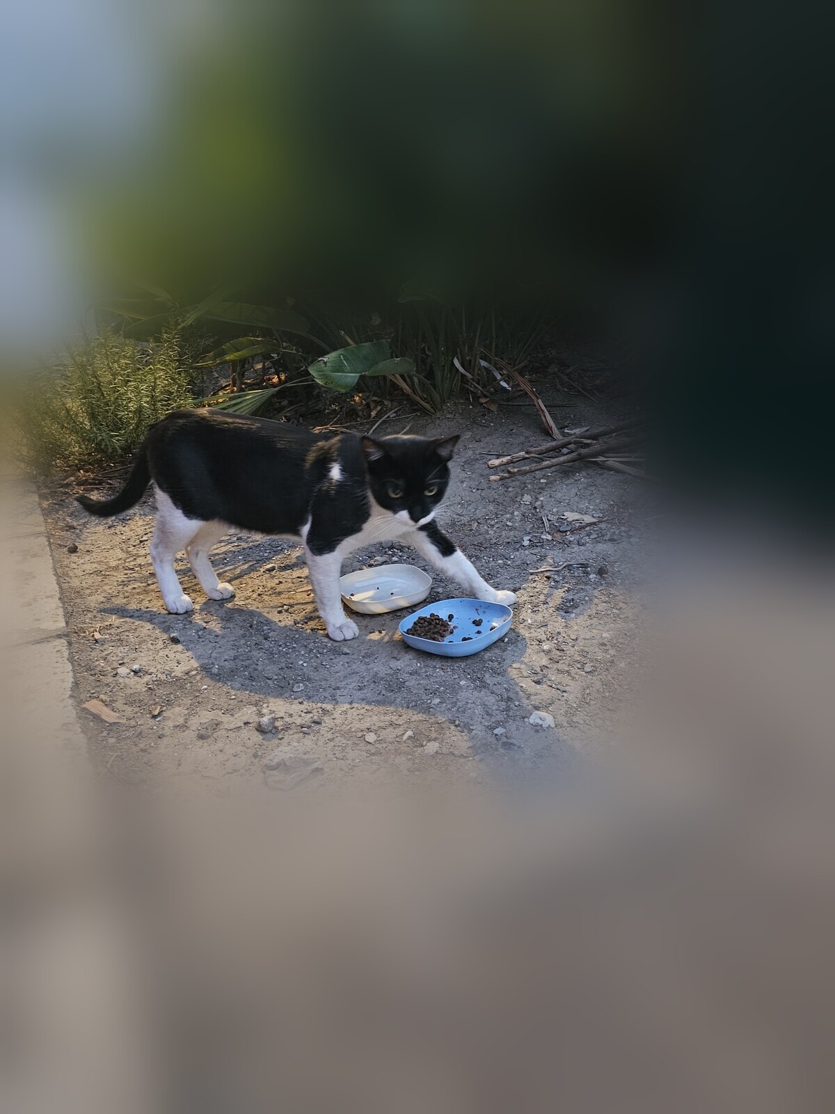 Zorro, a black-and-white community cat, eating